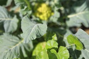 WhatsApp Image 2026-04-09 at 08.24.01 (4)